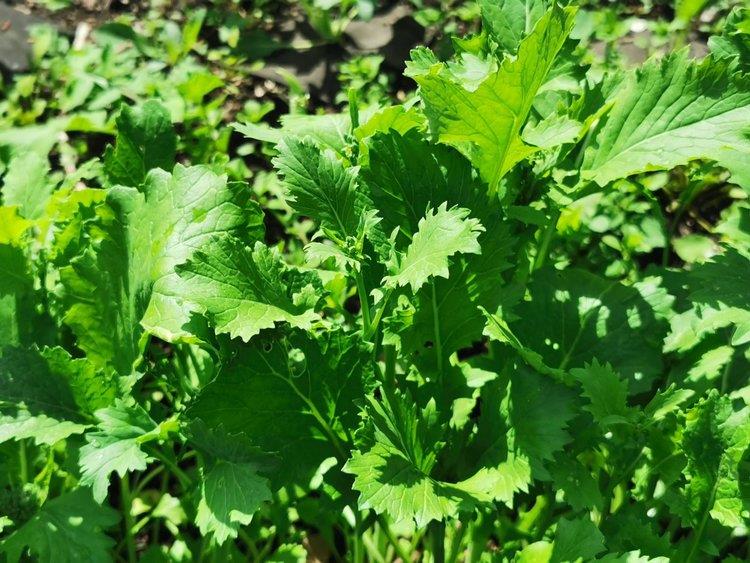 Cime de rapa Producten in de kijker Webshop