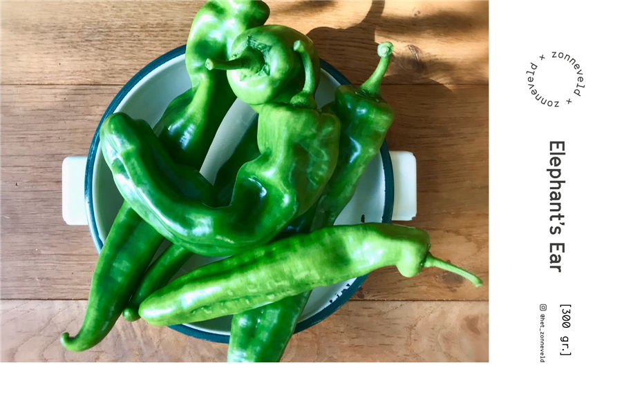 Groene Puntpaprika Uit Kalmthout Coopsaam Buurtwinkel Essen