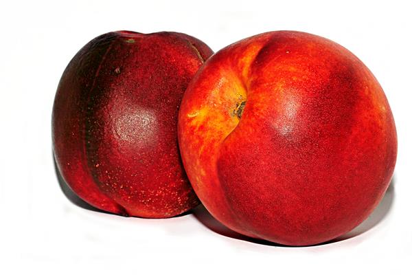 Nectarine De Vrijloophoeve Webshop