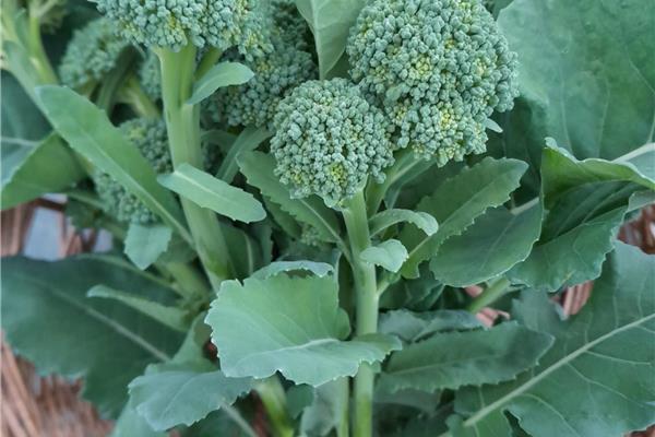 Broccolini (aspergebroccoli) Producten in de kijker Webshop