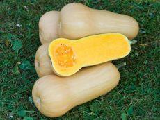 Pompoen butternut groenten  - CoopSaam Essen